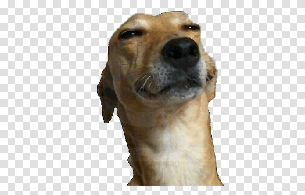 Meme Wtf Help Me Helpme Dog Puppy Dope Swag Dog Gif No Background, Canine, Mammal, Animal, Pet Transparent Png