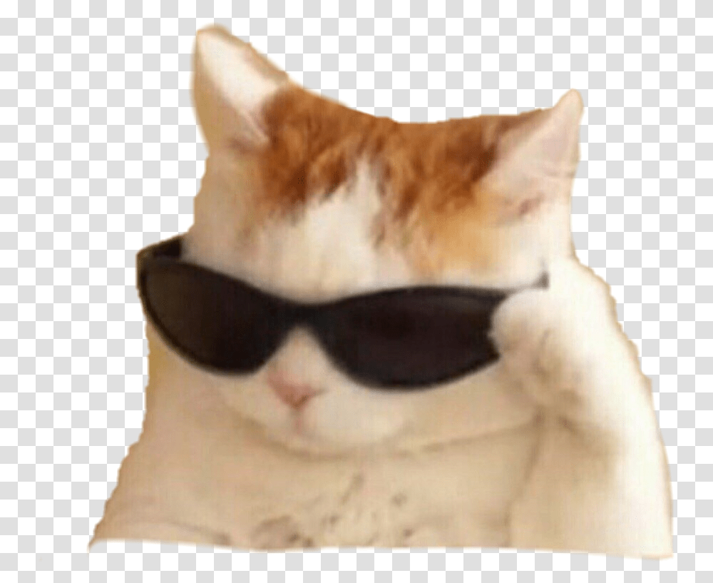 Memes Cat Sunglasses Cat Meme, Accessories, Accessory, Cushion, Pillow Transparent Png