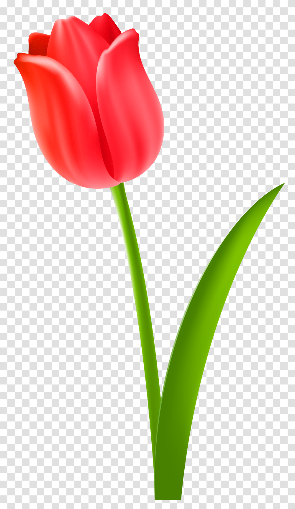 Memo Cliparts, Plant, Tulip, Flower, Blossom Transparent Png