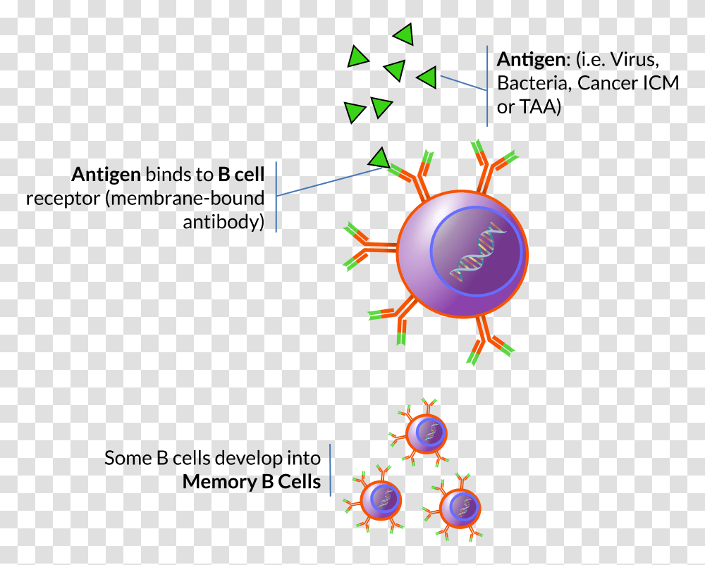 Memory B Cells Clipart, Poster, Advertisement Transparent Png