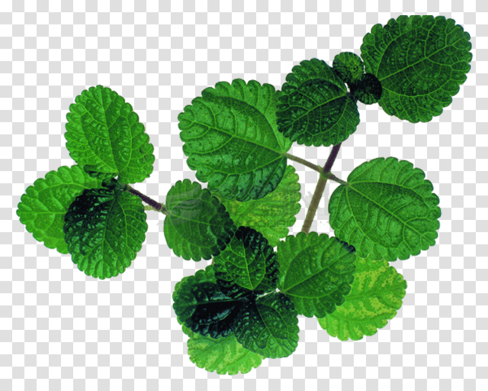 Mentha Spicata Peppermint Leaf Mint, Plant, Potted Plant, Vase, Jar Transparent Png