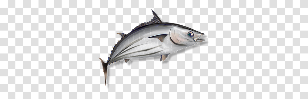 Mercury Ocean Naturals, Tuna, Sea Life, Fish, Animal Transparent Png