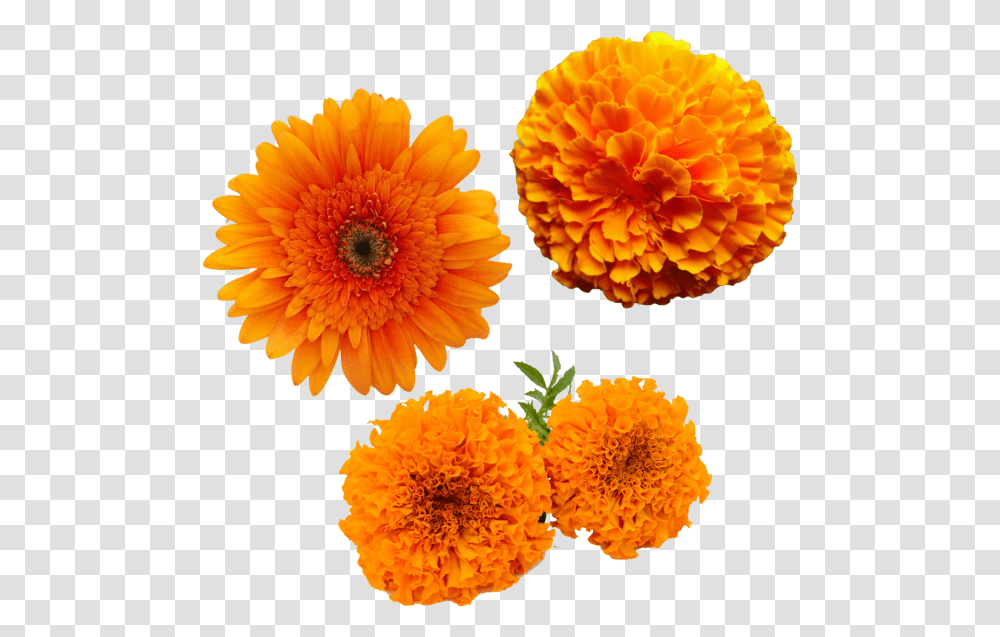 Merigold Flower Merigold Flower Yellow Marigold Flower, Plant, Blossom, Petal, Dahlia Transparent Png