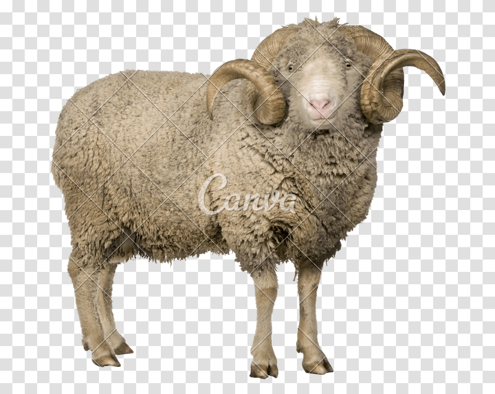 Merino Sheep, Mammal, Animal Transparent Png
