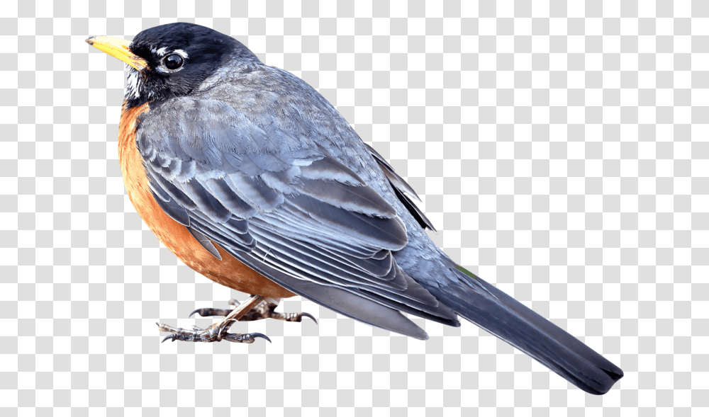 Merle Bird Background Bird, Animal, Jay, Bluebird, Robin Transparent Png