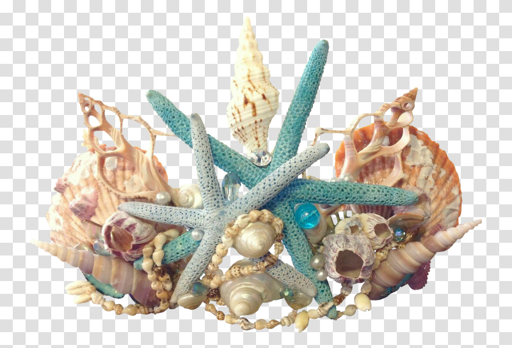 Mermaid Crown, Sea Life, Animal, Invertebrate, Seashell Transparent Png