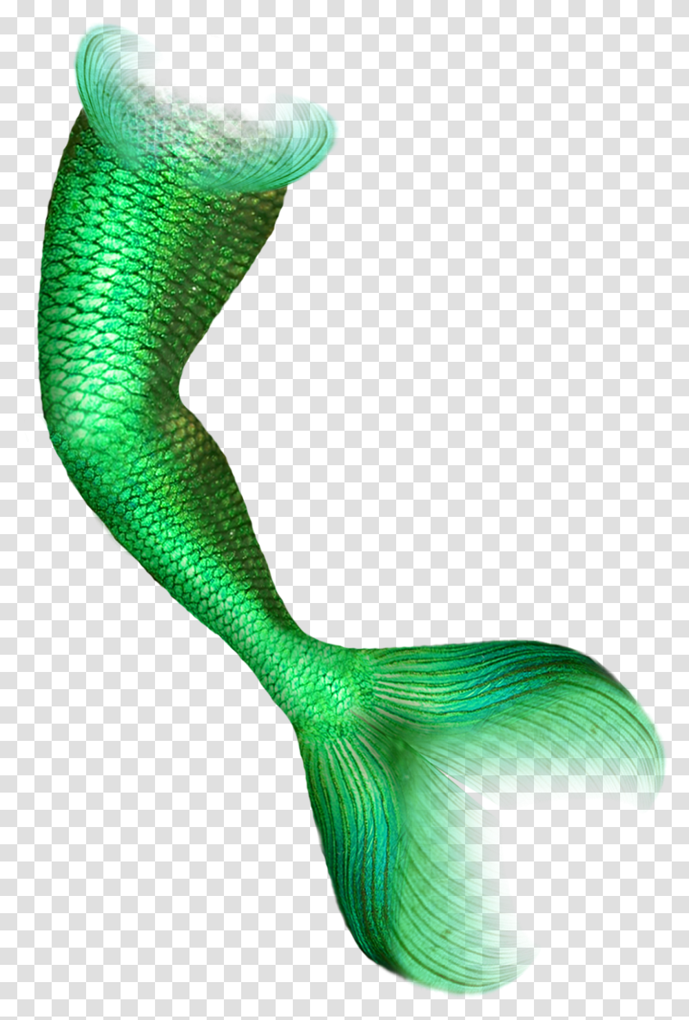 Mermaid Download Mermaid Tail, Animal, Snake, Reptile, Bird Transparent Png