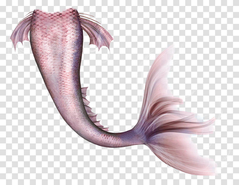 Mermaid Legendary Creature Fairy Tail Mermaid Tail, Plant, Sea Life, Animal, Person Transparent Png