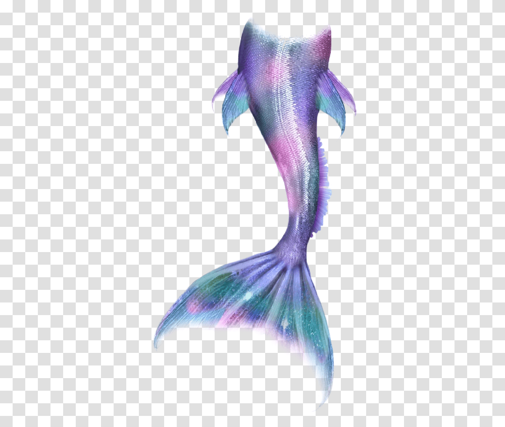 Mermaid Mermaidlife Mermaidtail Mermaids Merman Tail, Bird, Animal, Sea Life, Invertebrate Transparent Png