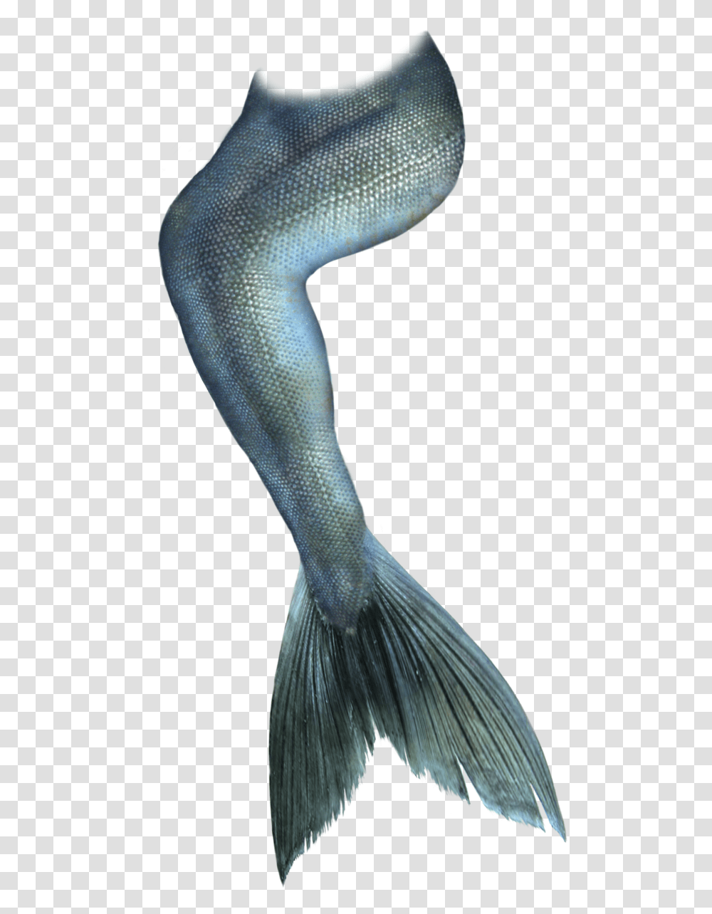 Mermaid Tail Clip Art Mermaid Tail, Bird, Animal, Fish, Aquatic Transparent Png