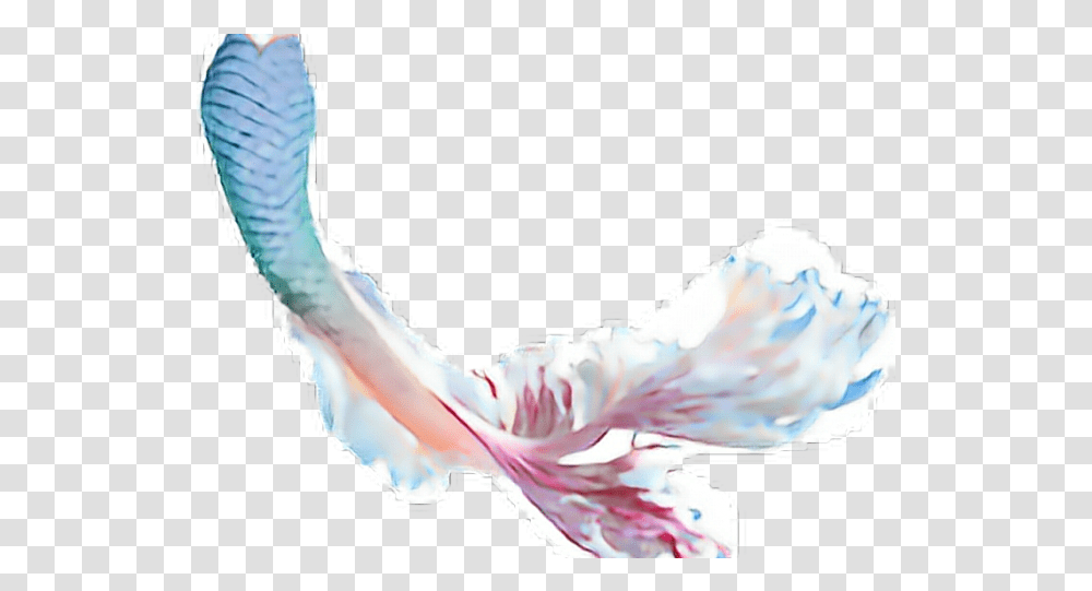 Mermaid Tail Clipart Mermaid Tail, Petal, Flower, Plant, Blossom Transparent Png