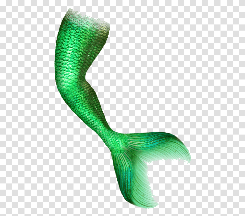 Mermaid Tail Portable Network Graphics Clip Art Image Mermaid Tail, Animal, Snake, Reptile, Bird Transparent Png