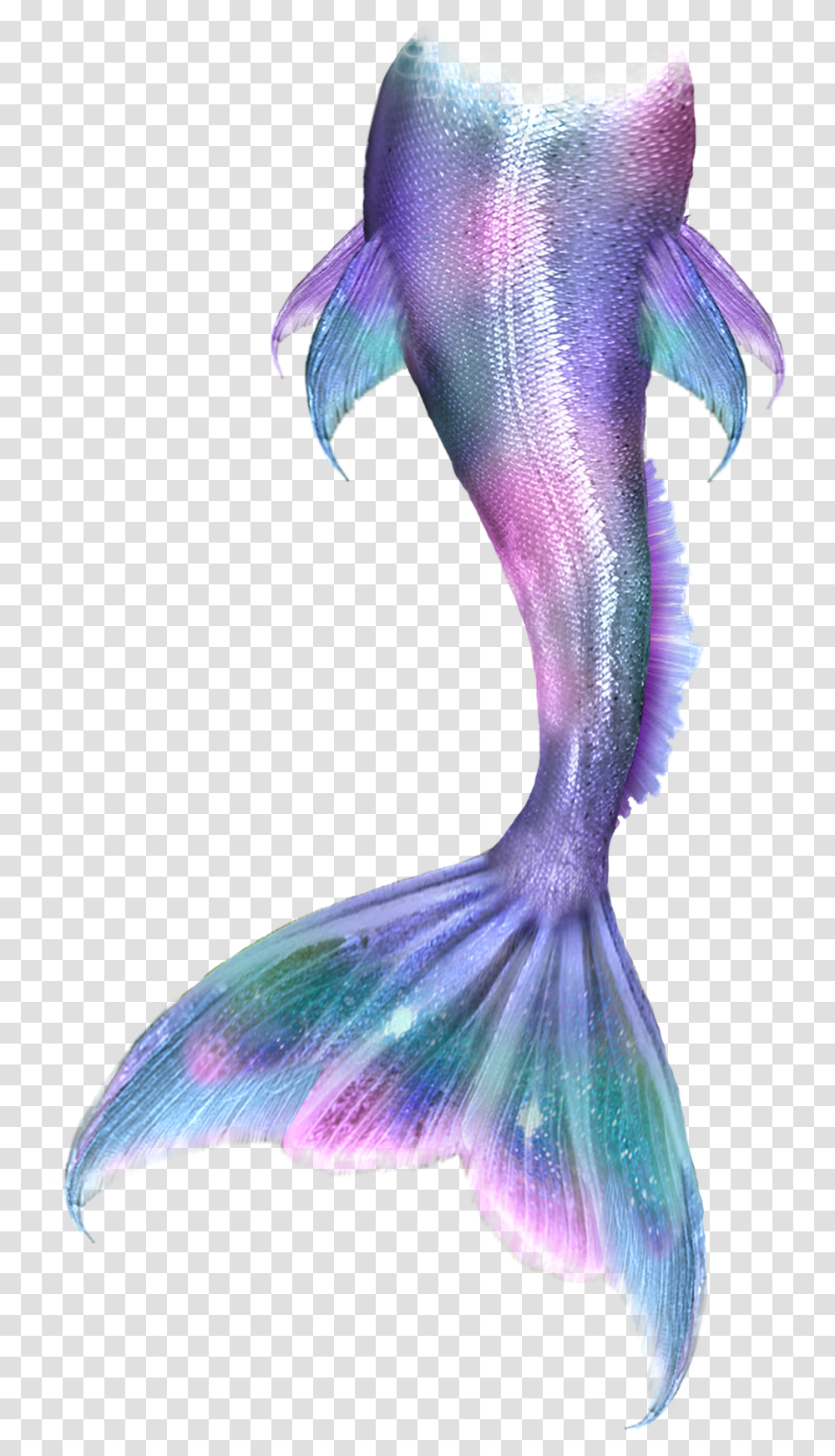 Mermaidtail Mermaid Colorful Pink Purple Green Mermaid Tail Anime, Bird, Animal, Sea Life, Invertebrate Transparent Png