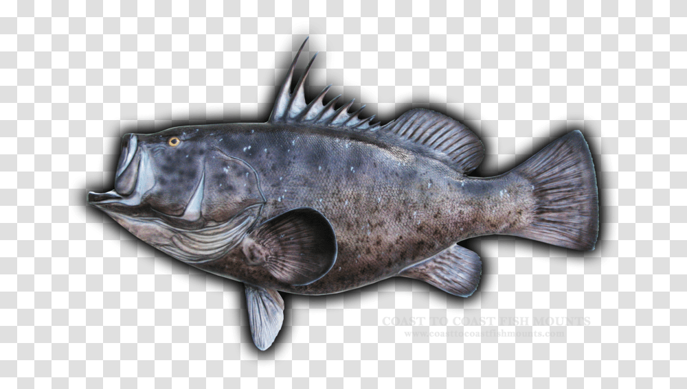 Mero Da Varsvia Peixe, Fish, Animal, Perch, Cod Transparent Png