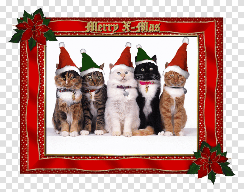Merry Christmas Funny Cat, Apparel, Party Hat, Pet Transparent Png