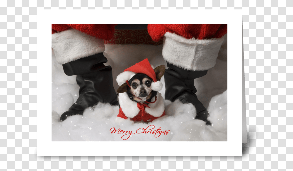 Merry Christmas Greeting Card Chihuahua, Dog, Pet, Elf Transparent Png