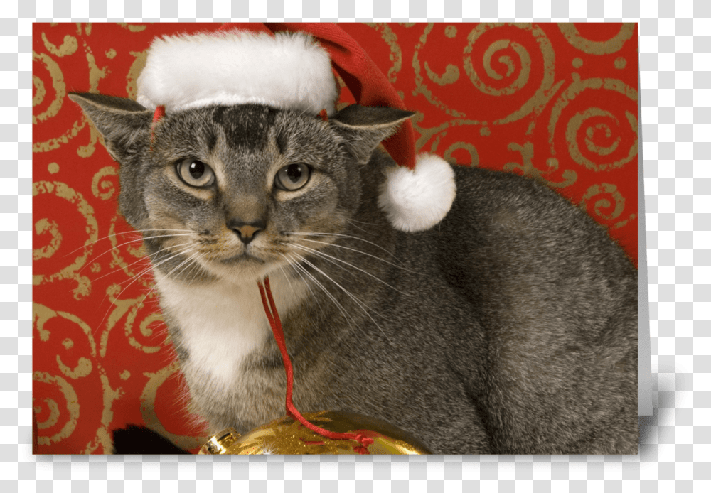 Merry Christmas Greeting Card Grey Tabby Merry Christmas, Cat, Pet, Mammal, Animal Transparent Png