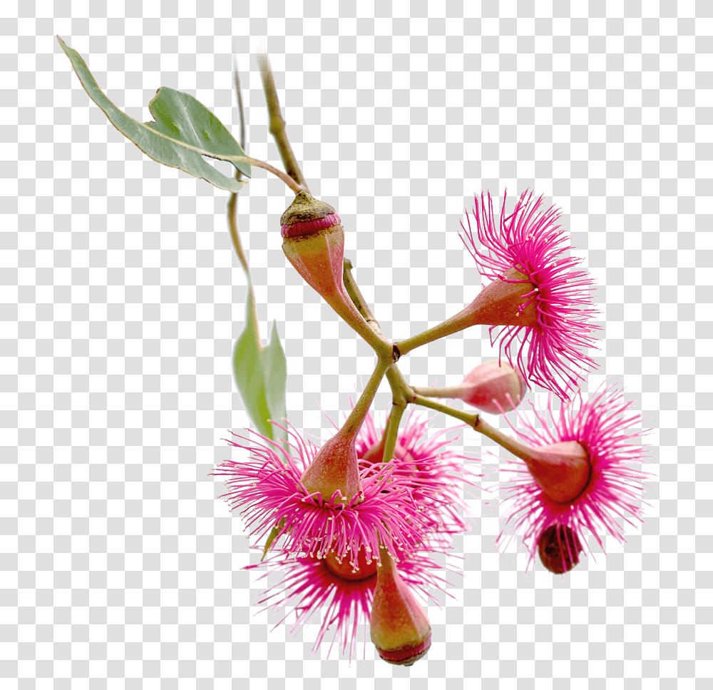 Merry Christmas & Happy New Year Mobius Corymbia Ptychocarpa, Plant, Flower, Blossom, Orchid Transparent Png