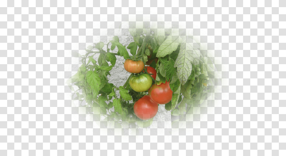 Mes Tubes Fruits Et Lgumes Plum Tomato, Plant, Apple, Food, Leaf Transparent Png