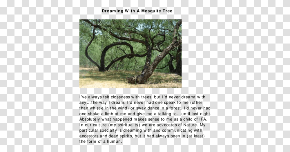 Mesquite Tree, Plant, Tree Trunk, Oak, Vegetation Transparent Png