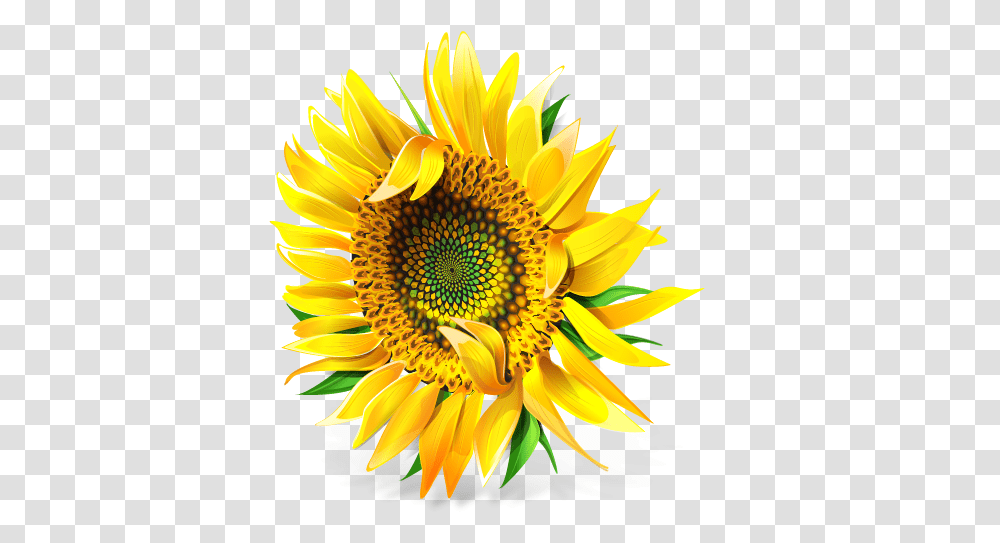Messenger Icon 512x512px Ico Icns Free Download Sunflower, Plant, Blossom, Daisy, Daisies Transparent Png