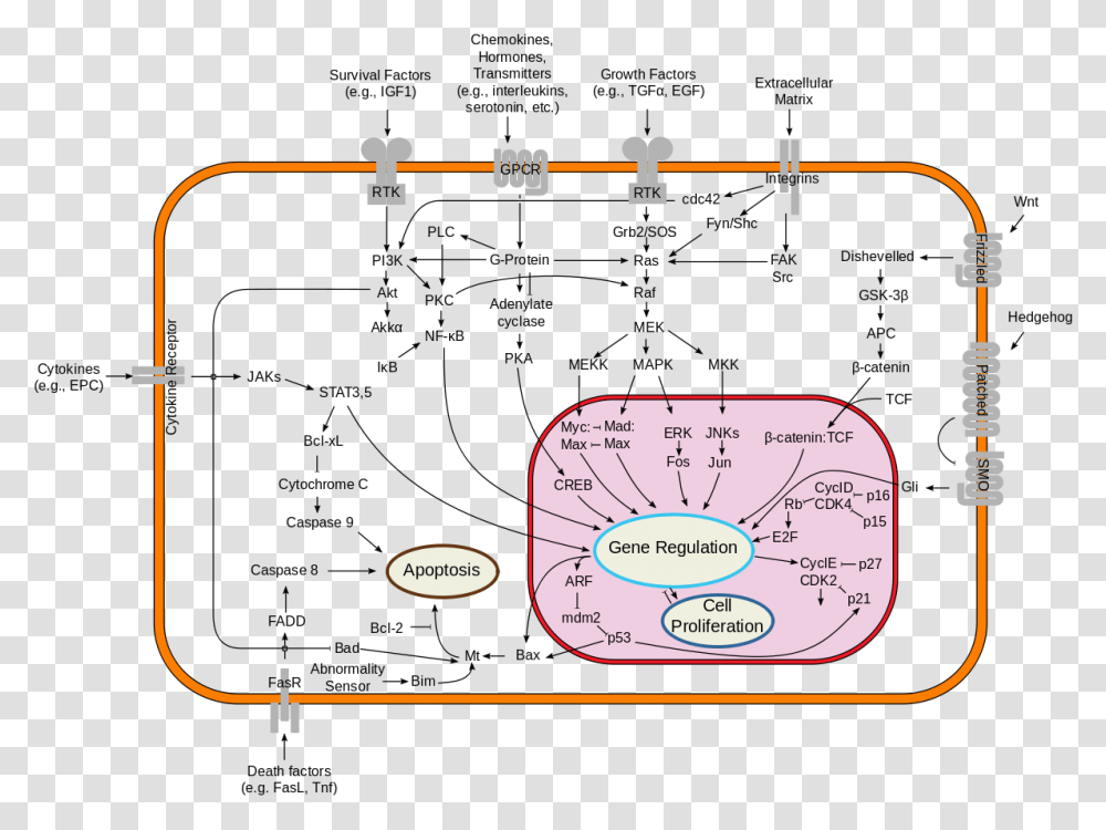 Metabolic Pathways In The Cell, Plot, Diagram, Measurements Transparent Png