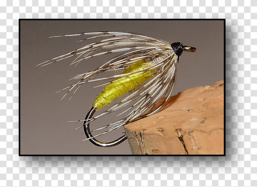 Metal, Fishing Lure, Bait, Insect, Invertebrate Transparent Png