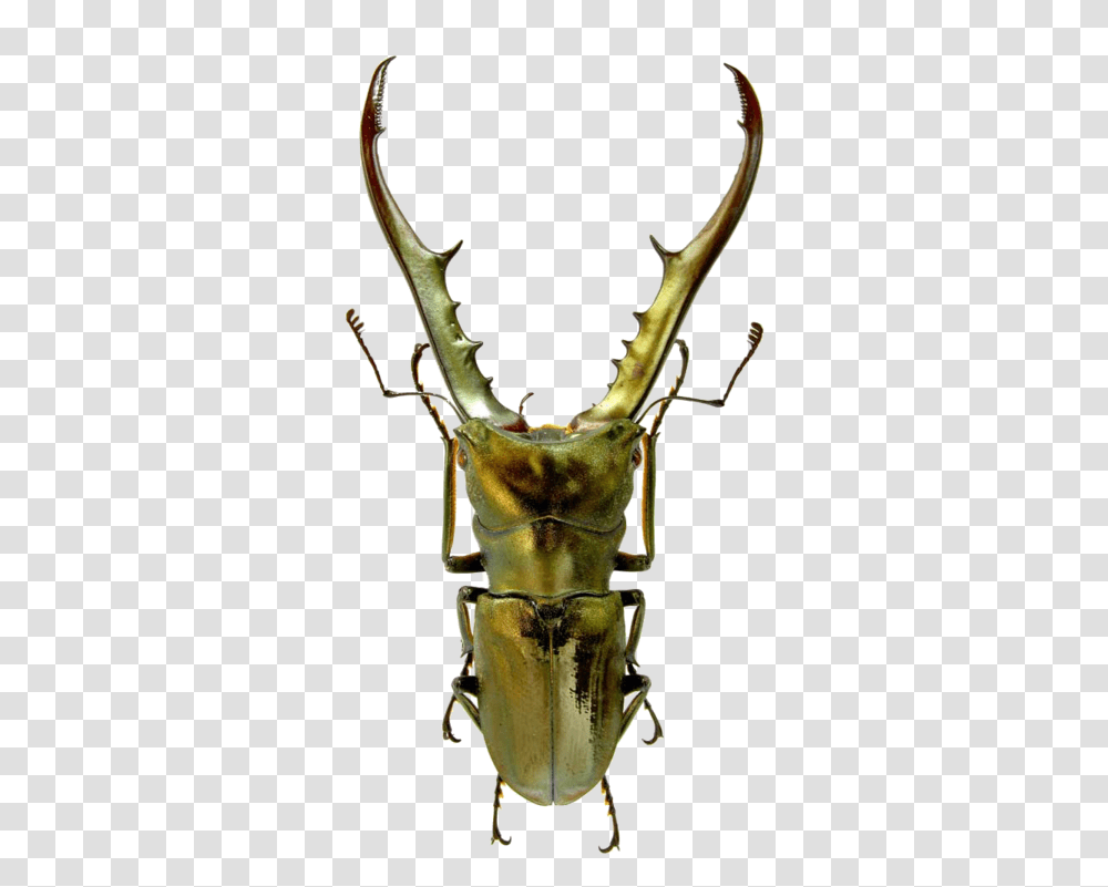 Metallic Stag Beetle, Insect, Invertebrate, Animal, Aloe Transparent Png