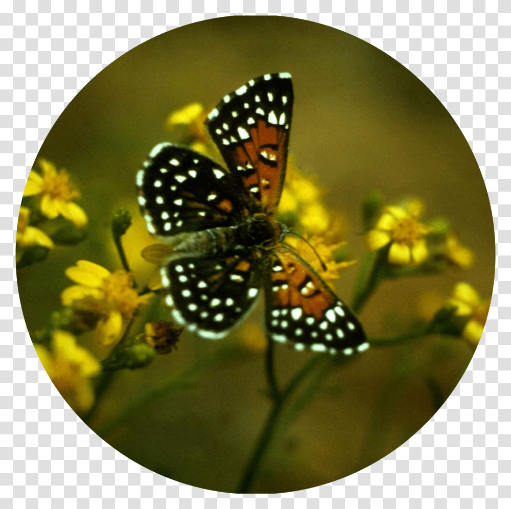 Metalmark Butterfly Insect Behavior, Monarch, Invertebrate, Animal, Honey Bee Transparent Png