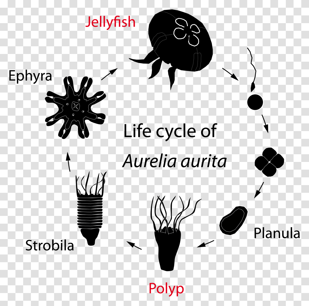 Metamorphosis Of A Jellyfish, Plot, Alphabet, Diagram Transparent Png