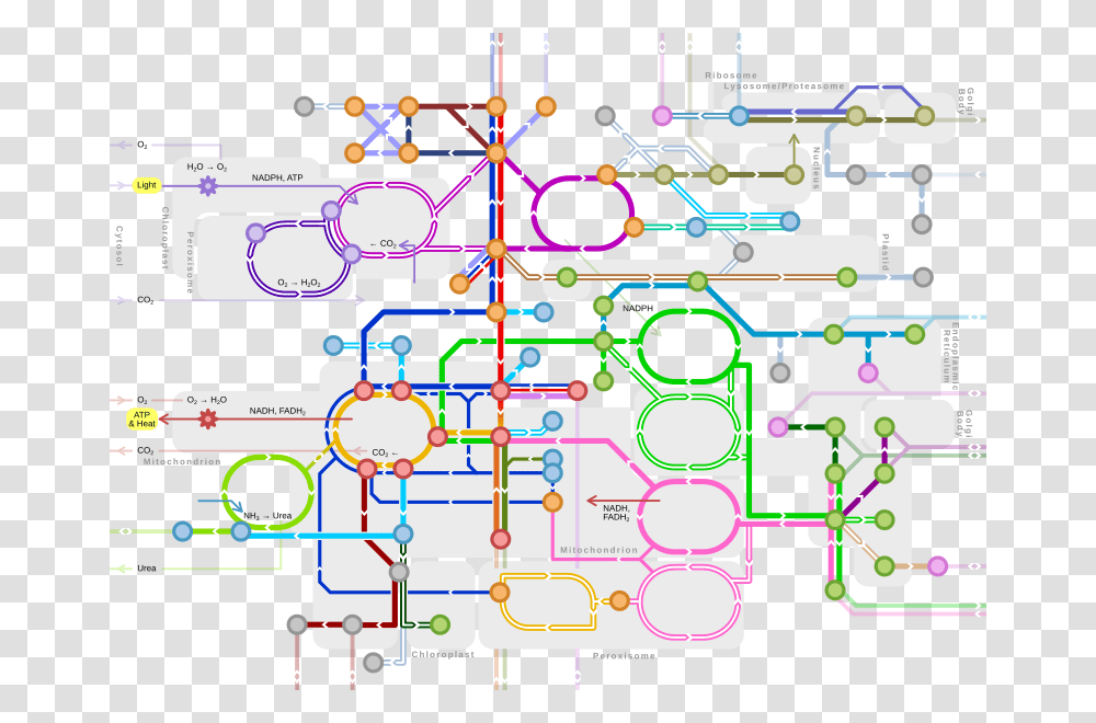 Metro Style Map Of Major Metabolic Pathways Subway Map Of Metabolism, Urban, Diagram, Network Transparent Png