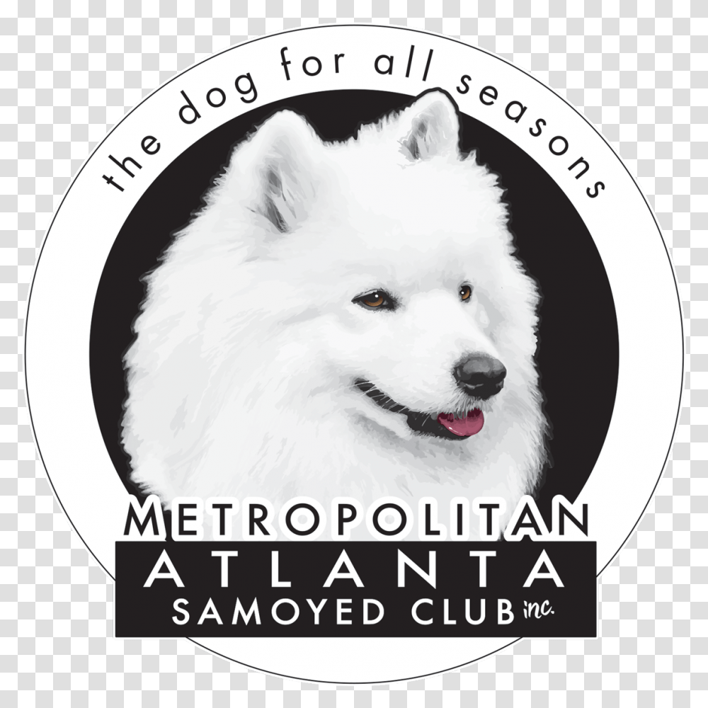 Metropolitan Atlanta Samoyed Club Japanese Spitz, Dog, Pet, Canine, Animal Transparent Png