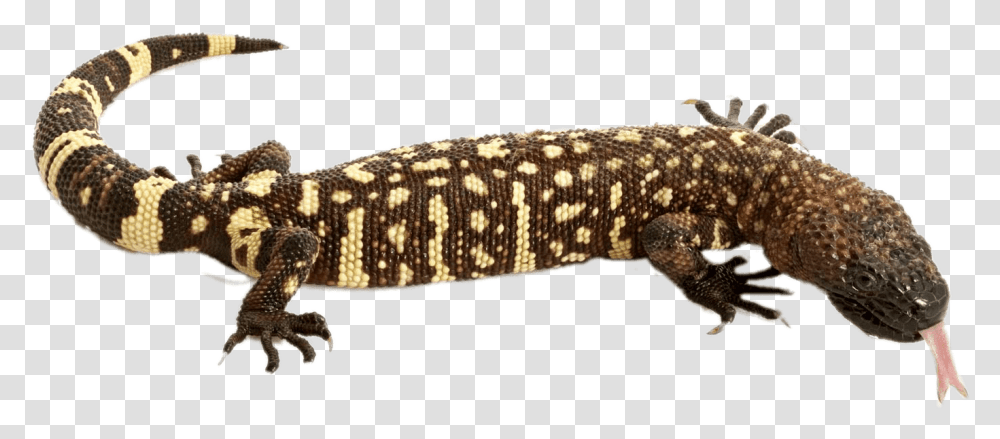 Mexican Beaded Lizard, Reptile, Animal, Anole, Gecko Transparent Png