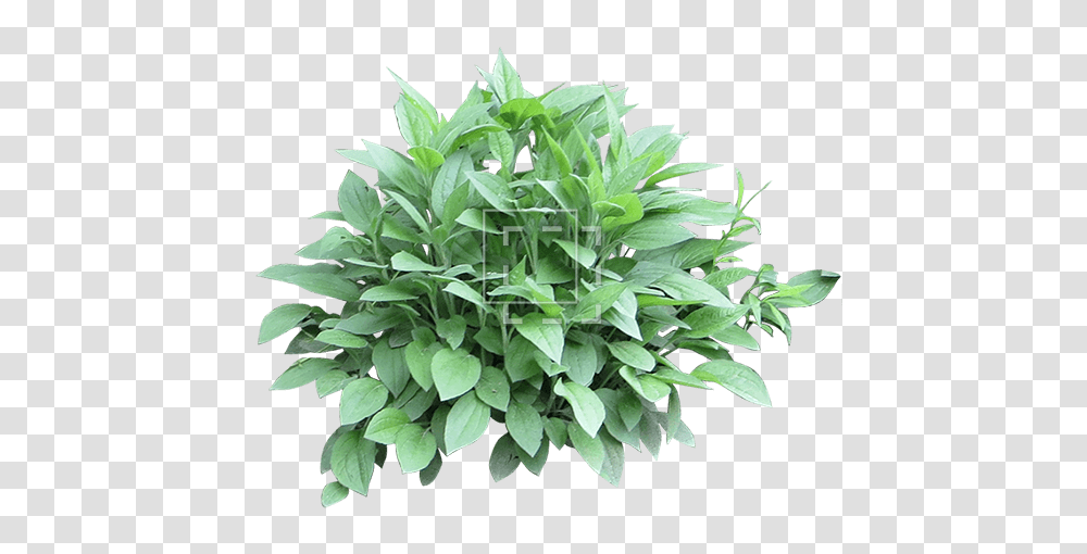 Mexican Bush Sage Images Bushes, Plant, Leaf, Potted Plant, Vase Transparent Png