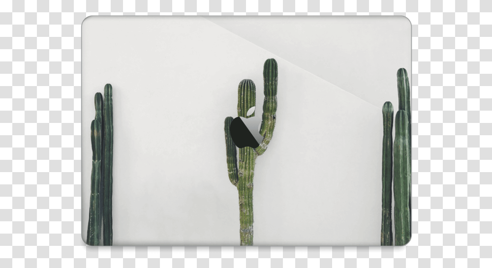 Mexican Cactus Skin Macbook Pro 13 2016 San Pedro Cactus, Plant Transparent Png