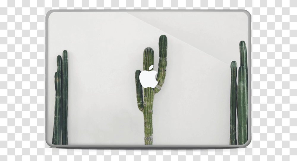 Mexican Cactus Skin Macbook Pro 17 San Pedro Cactus, Plant Transparent Png
