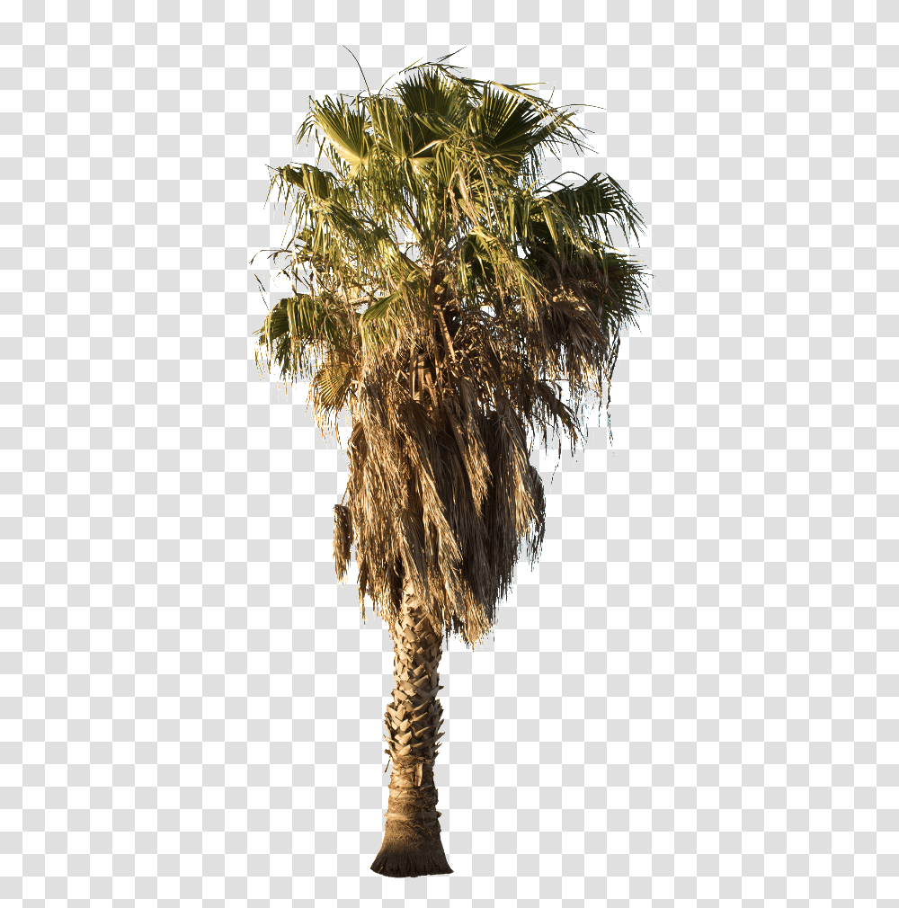 Mexican Fan Palm Tree, Plant, Crystal, Nature Transparent Png
