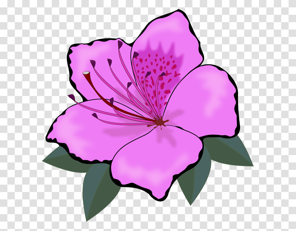 Mexican Flower Clipart, Geranium, Plant, Blossom, Petal Transparent Png