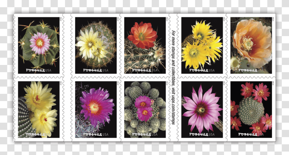 Mexican Flowers, Collage, Poster, Advertisement, Plant Transparent Png