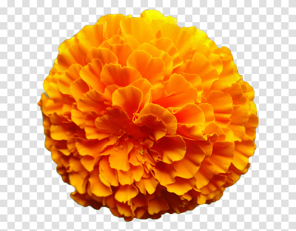 Mexican Marigold Flower Calendula Orange Marigold Flower, Plant, Blossom, Carnation, Rose Transparent Png