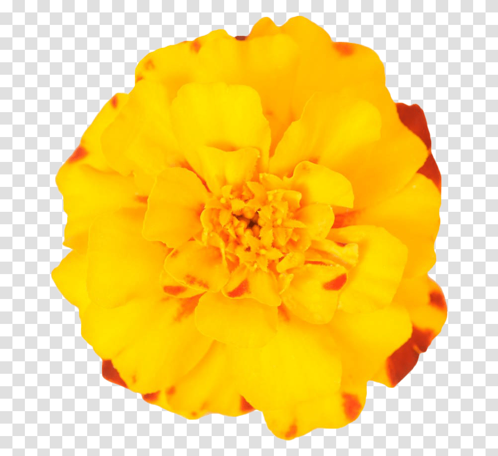 Mexican Marigold Flower Plant Yellow Marigold Download Marigold Flower, Rose, Blossom, Pollen, Petal Transparent Png