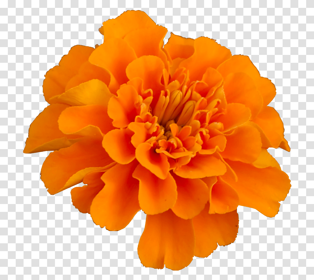 Mexican Marigold Flower Pot Mary Gold Flower, Plant, Blossom, Rose, Pollen Transparent Png