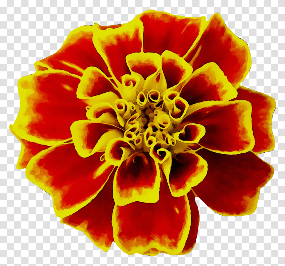 Mexican Marigold Flower Seed Image Marigold, Plant, Rose, Blossom, Pollen Transparent Png