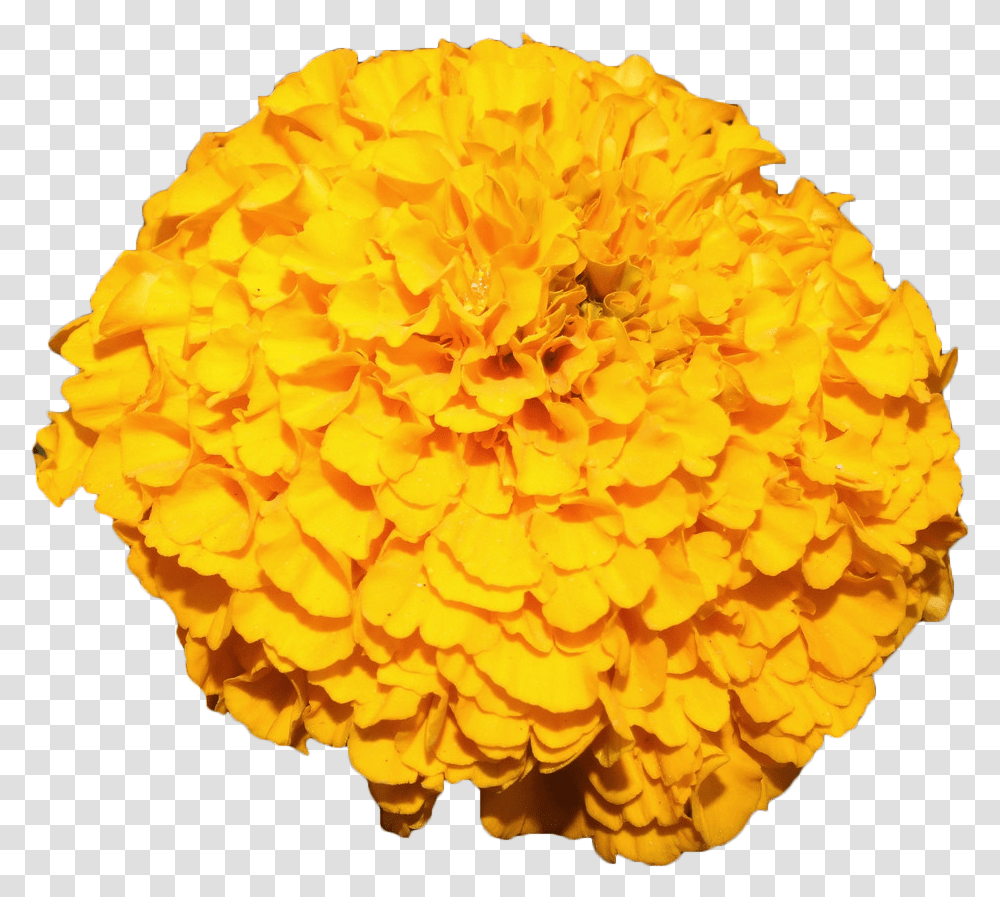 Mexican Marigold Flower Yellow Marigold Background, Petal, Plant, Blossom, Dahlia Transparent Png