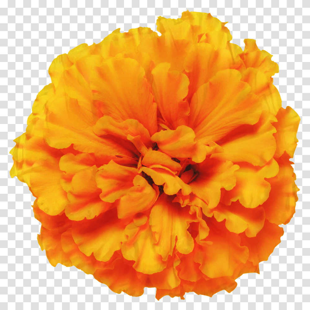 Mexican Marigold Glebionis Segetum Pot Marigold Flower Mexican Marigold Flower, Plant, Blossom, Geranium, Carnation Transparent Png