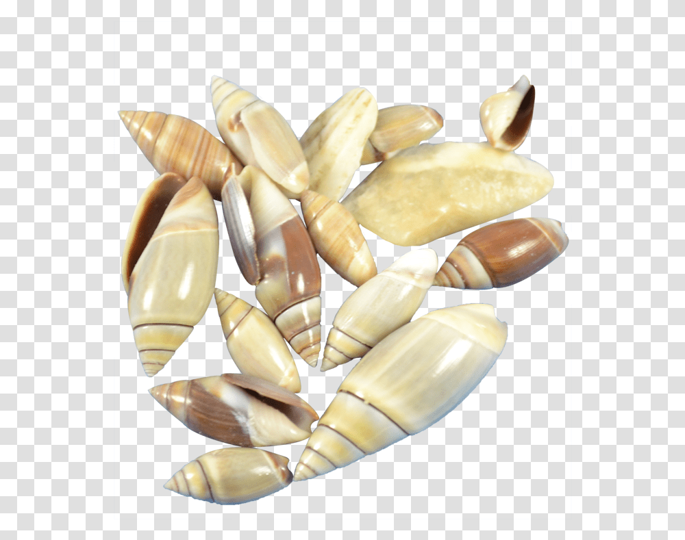 Mexican Olive Crystal, Clam, Seashell, Invertebrate, Sea Life Transparent Png
