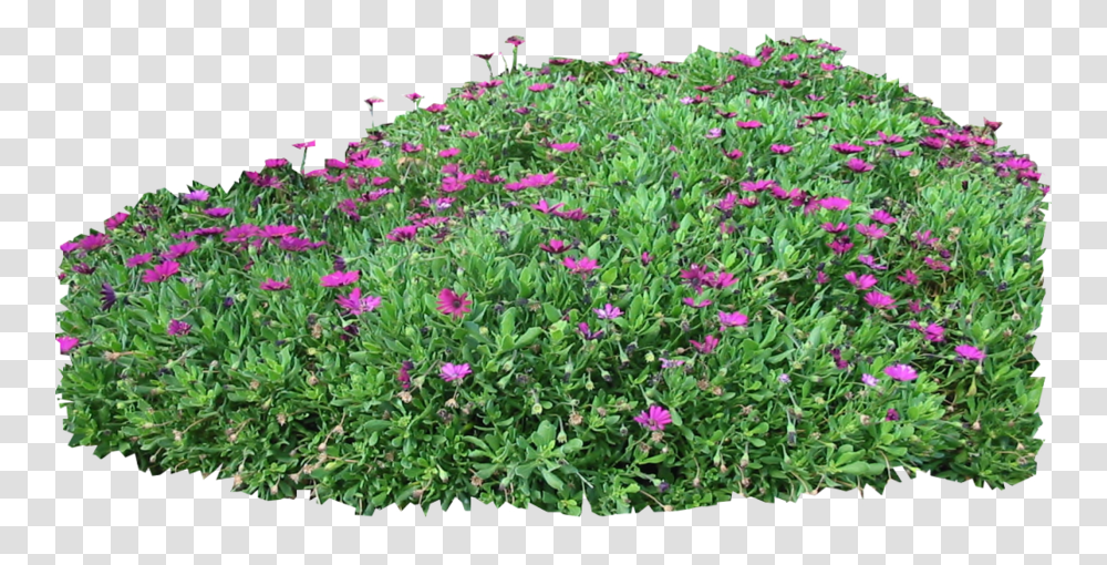 Mexican Petunia Purple Flowers Bush, Geranium, Plant, Petal, Vegetation Transparent Png