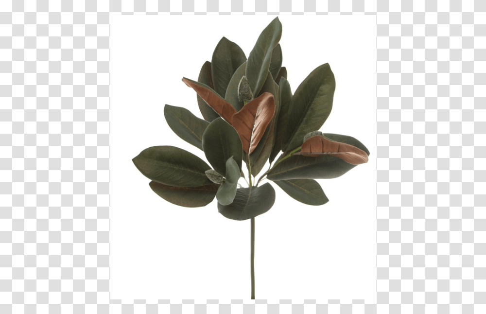 Mexican Pinyon, Leaf, Plant, Vegetation, Flower Transparent Png