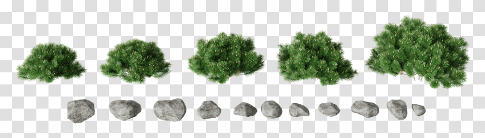 Mexican Pinyon, Plant, Tree, Mineral, Rug Transparent Png