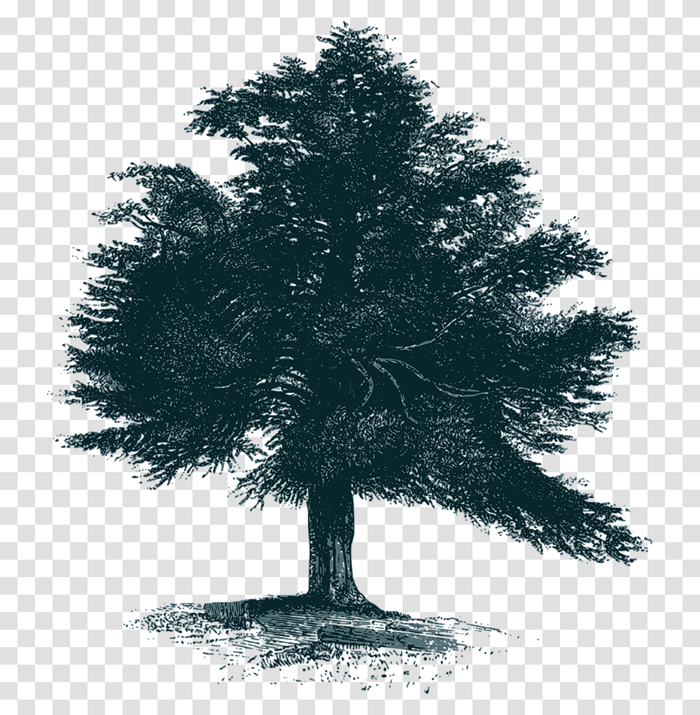 Mexican Pinyon, Tree, Plant, Christmas Tree, Ornament Transparent Png